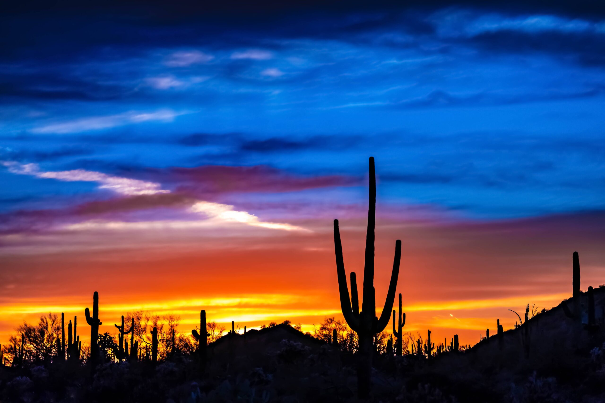 Cactus Sunset Photo. - Artist Annemarie